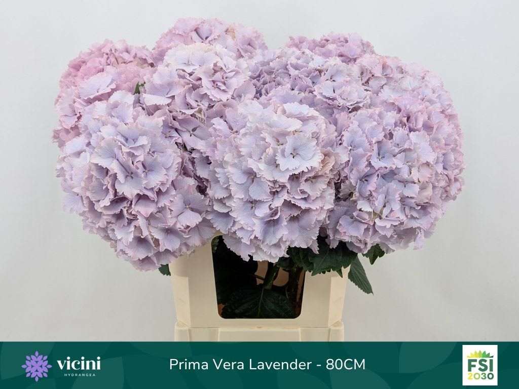 Срезанные цветы оптом Hydrangea my beautiful primavera от 10шт из Голландии с доставкой по России