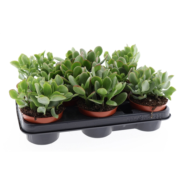 Горшечные цветы и растения оптом Crassula Mix от 8шт из Голландии с доставкой по России