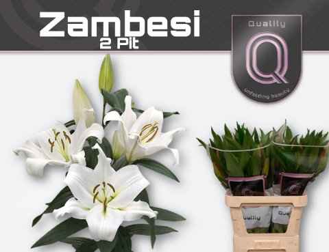 Срезанные цветы оптом Lilium or zambesi от 50шт из Голландии с доставкой по России