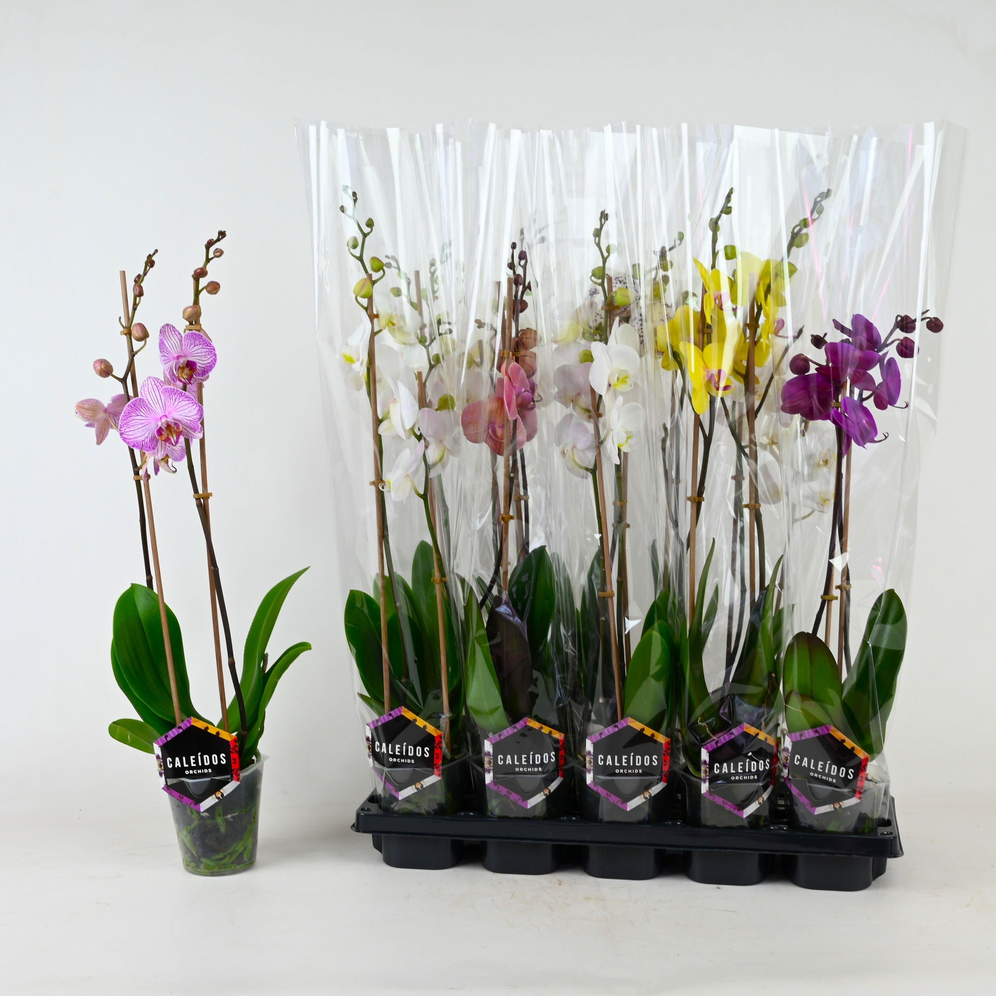 Горшечные цветы и растения оптом Phal Gem 5 Kl от 10шт из Голландии с доставкой по России