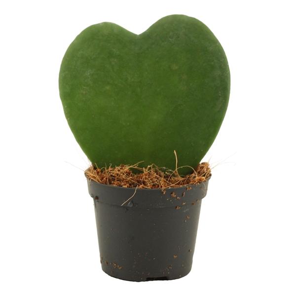 Горшечные цветы и растения оптом Hoya Kerrii Single от 14шт (для телеги) из Голландии с доставкой по России Горшечные цветы и растения оптом Hoya Kerrii Single от 14шт (для телеги) из Голландии с доставкой по России