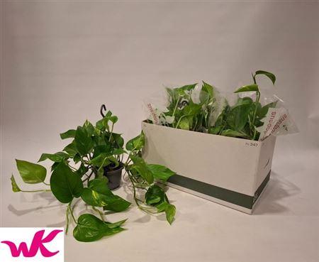 Горшечные цветы и растения оптом Epipremnum Hangpot (decorum) от 6шт из Голландии с доставкой по России