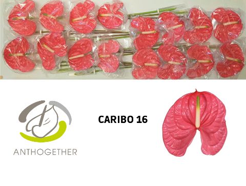 Срезанные цветы оптом Anthurium caribo от 16шт из Голландии с доставкой по России