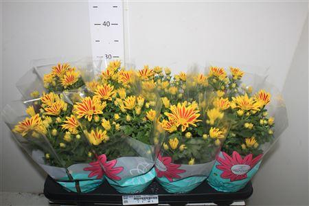 Горшечные цветы и растения оптом Chrys Rainb La Worth от 8шт из Голландии с доставкой по России