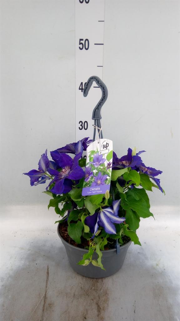 Горшечные цветы и растения оптом Clematis   ... от 1шт из Голландии с доставкой по России