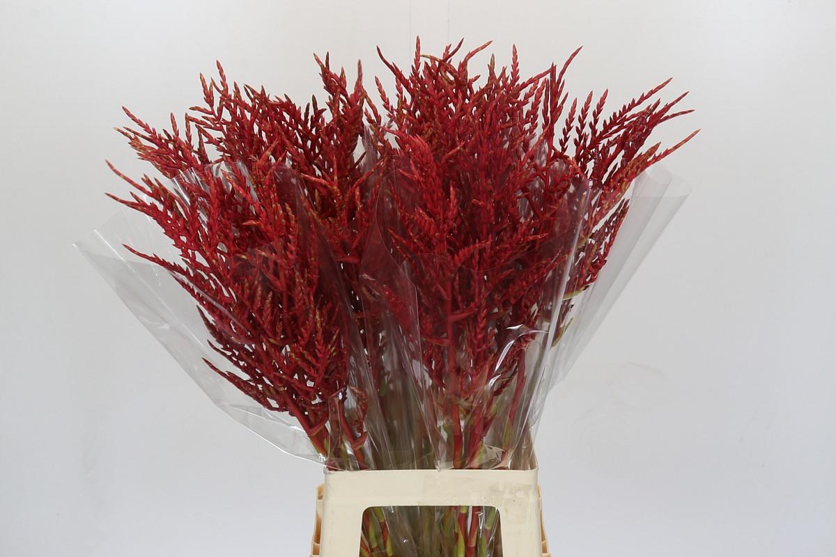 Срезанные цветы оптом Bromelia flower red paloma от 40шт из Голландии с доставкой по России