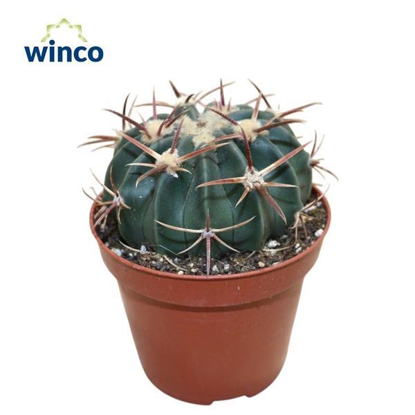 Горшечные цветы и растения оптом Echinocactus Texensis от 18шт (для телеги) из Голландии с доставкой по России