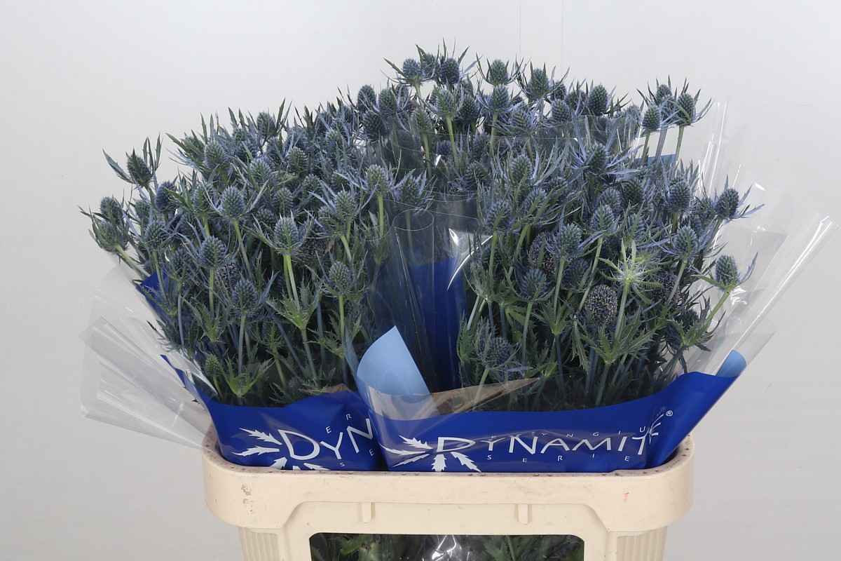 Срезанные цветы оптом Eryngium blue dynamite от 40шт из Голландии с доставкой по России