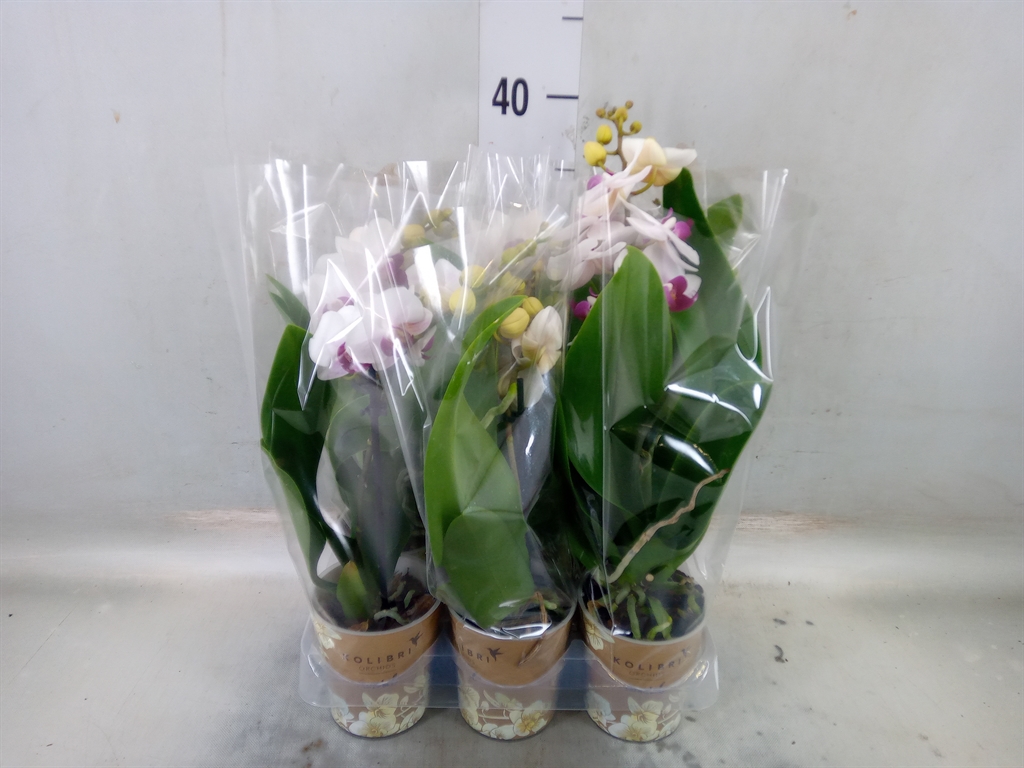 Горшечные цветы и растения оптом Phalaenopsis Multi.   ...white от 6шт (для телеги) из Голландии с доставкой по России
