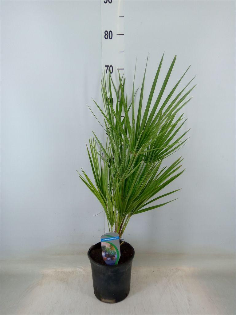 Горшечные цветы и растения оптом Chamaerops Humilis от 6шт из Голландии с доставкой по России