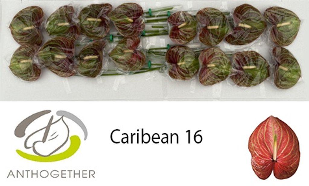 Срезанные цветы оптом Anthurium caribean от 16шт из Голландии с доставкой по России