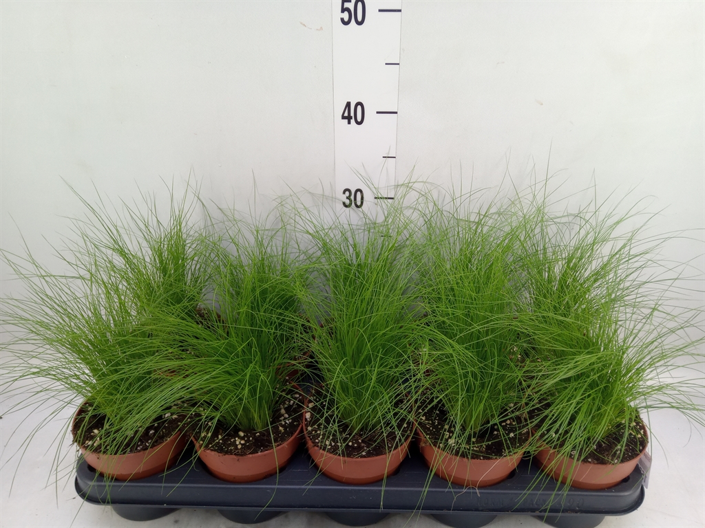 Горшечные цветы и растения оптом Stipa Tenuifolia от 10шт из Голландии с доставкой по России