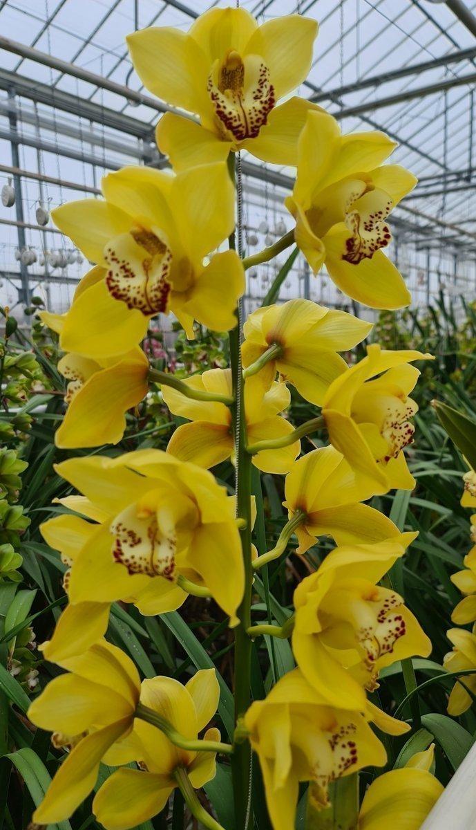 Срезанные цветы оптом Cymbidium yellow unique sunshine от 6шт из Голландии с доставкой по России