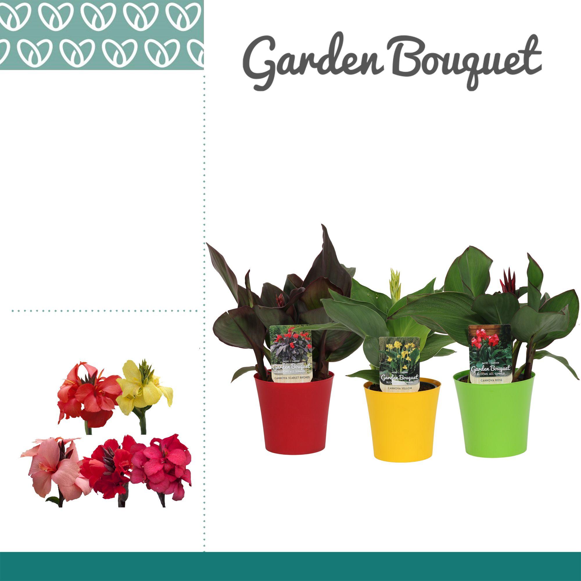 Горшечные цветы и растения оптом Canna Cannova Mix In Ompot Linge от 6шт из Голландии с доставкой по России