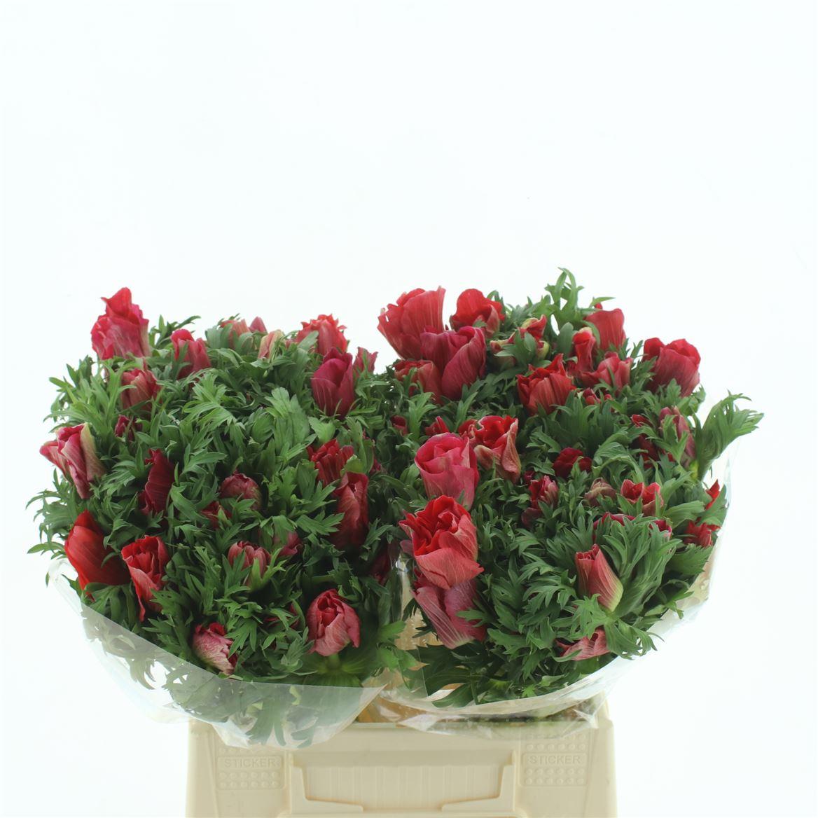 Срезанные цветы оптом Anemone marianne red от 100шт из Голландии с доставкой по России