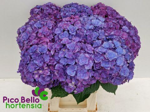 Срезанные цветы оптом Hydrangea royal anastasia от 10шт. из Голландии с доставкой по России