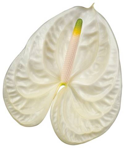 Срезанные цветы оптом Anthurium moments от 20шт из Голландии с доставкой по России