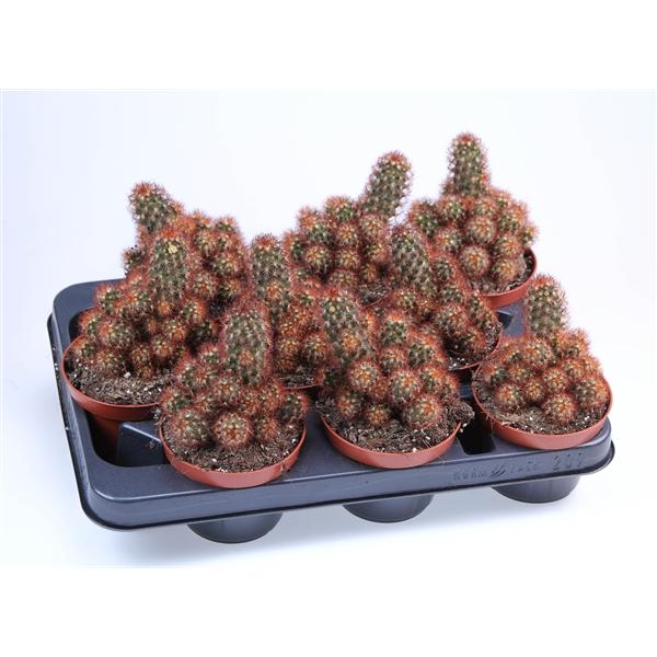 Горшечные цветы и растения оптом Mammillaria Elongata Red от 9шт из Голландии с доставкой по России