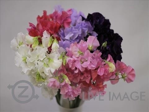 Срезанные цветы оптом Lathyrus od mix in bucket от 100шт. из Голландии с доставкой по России