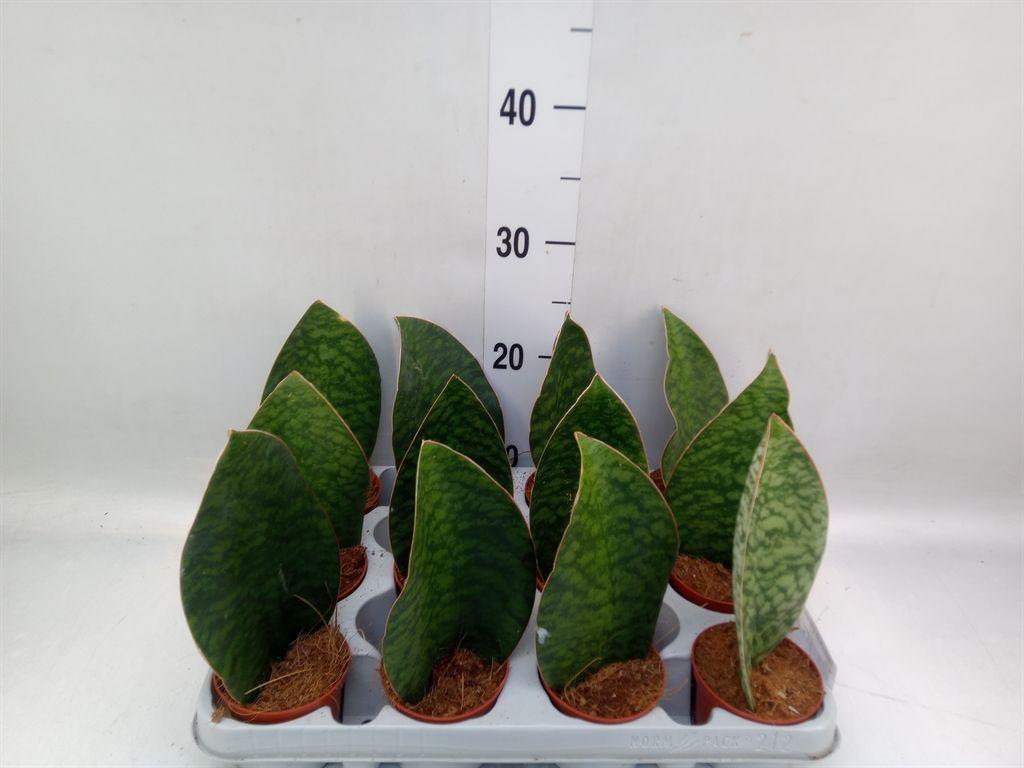 Горшечные цветы и растения оптом Sansevieria Grandis от 12шт (для телеги) из Голландии с доставкой по России
