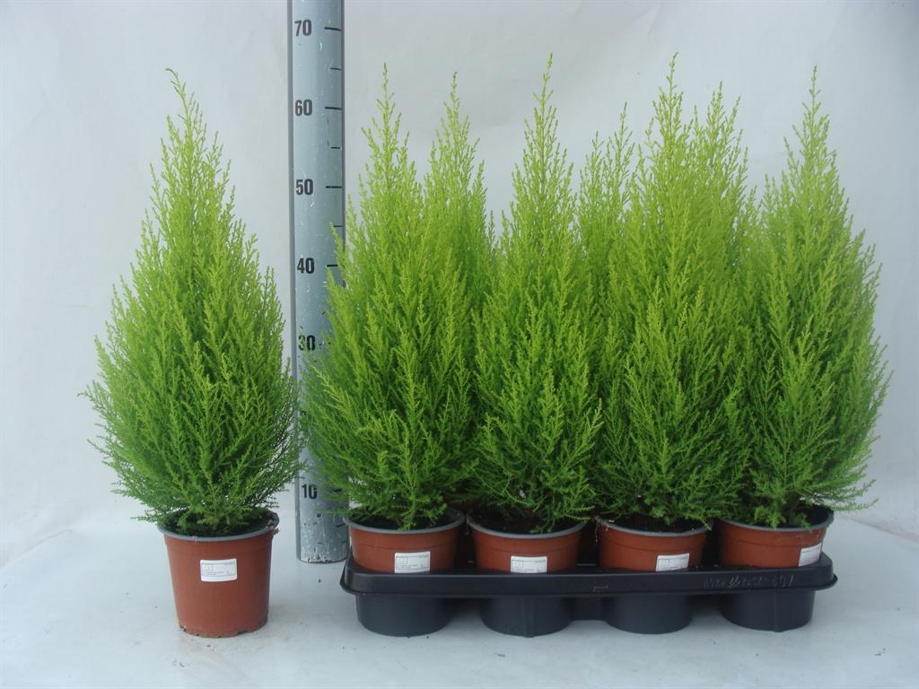 Горшечные цветы и растения оптом Cupressus Macro. goldcrest Wilma от 7шт из Голландии с доставкой по России
