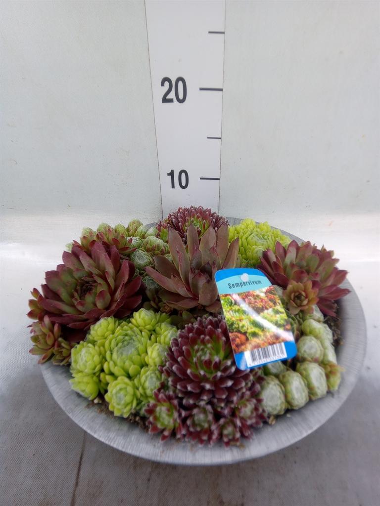 Горшечные цветы и растения оптом Sempervivum   ... от 1шт из Голландии с доставкой по России