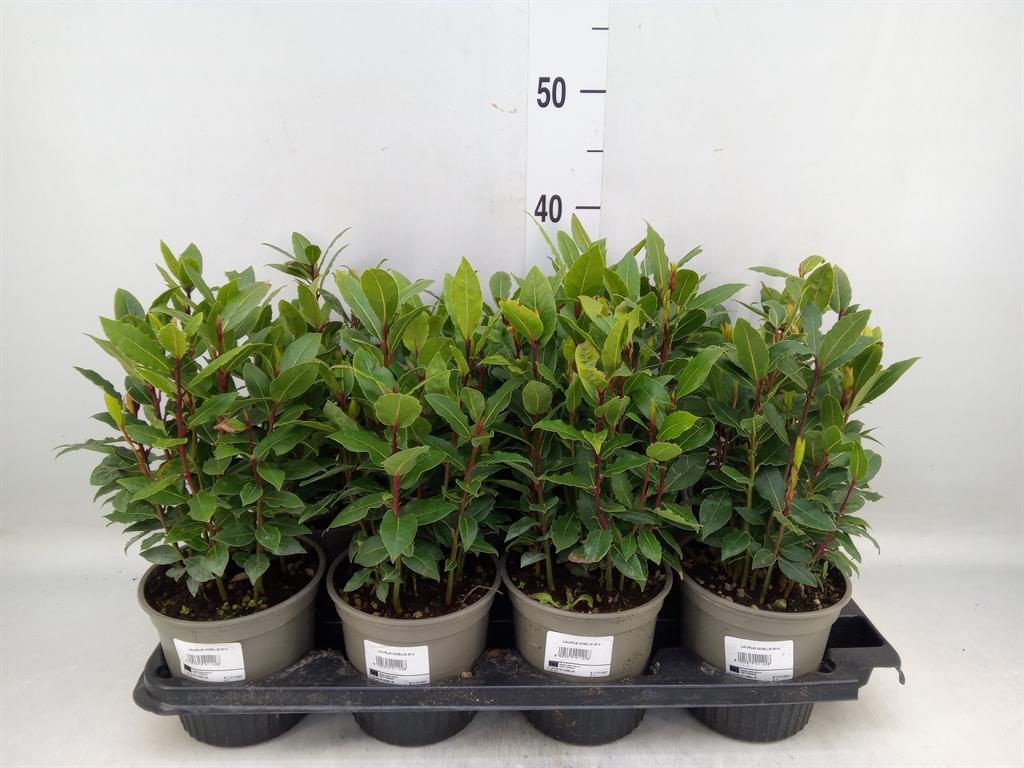 Горшечные цветы и растения оптом Laurus Nobilis от 8шт из Голландии с доставкой по России