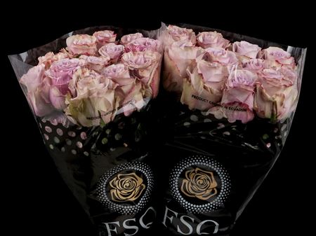 Срезанные цветы оптом Rosa large sch73733 от 40шт из Голландии с доставкой по России