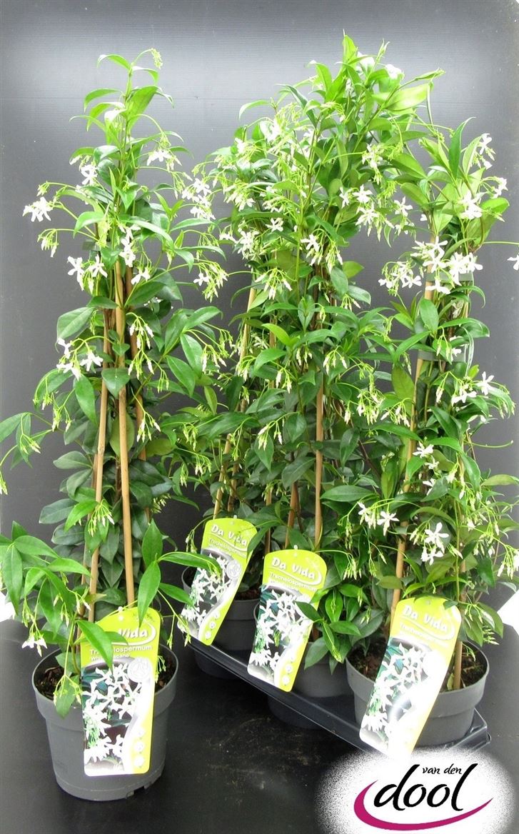 Горшечные цветы и растения оптом Trachelospermum Jasminoides от 3шт из Голландии с доставкой по России
