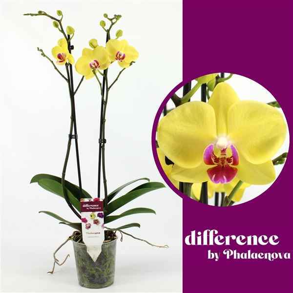 Горшечные цветы и растения оптом Phal 2st Limelight 14+ (phlaenova) от 10шт из Голландии с доставкой по России