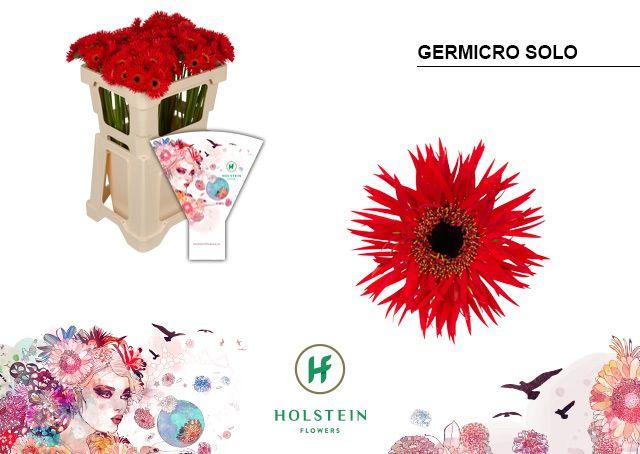 Срезанные цветы оптом Germini germicro solo от 100шт из Голландии с доставкой по России