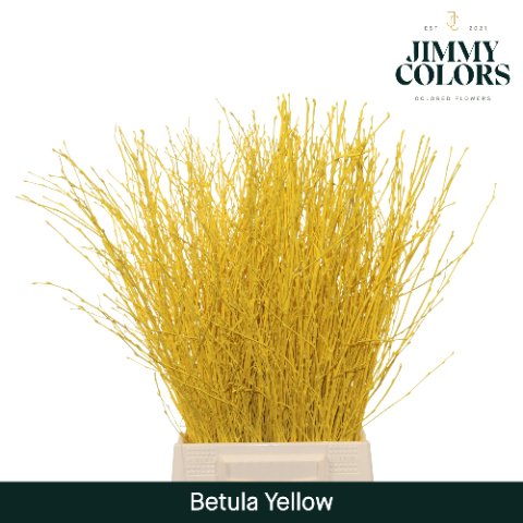 Срезанные цветы оптом Betula paint yellow от 20шт из Голландии с доставкой по России