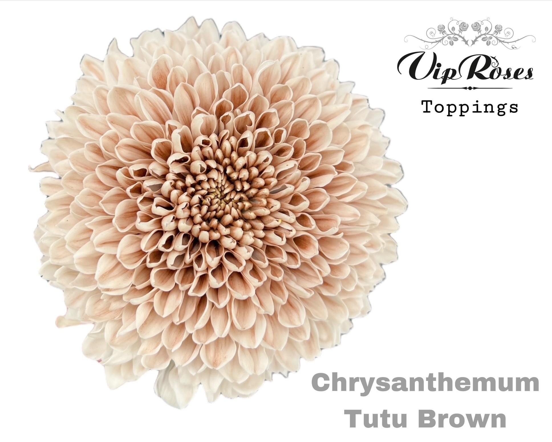 Срезанные цветы оптом Chrys bl paint tutu brown от 10шт из Голландии с доставкой по России