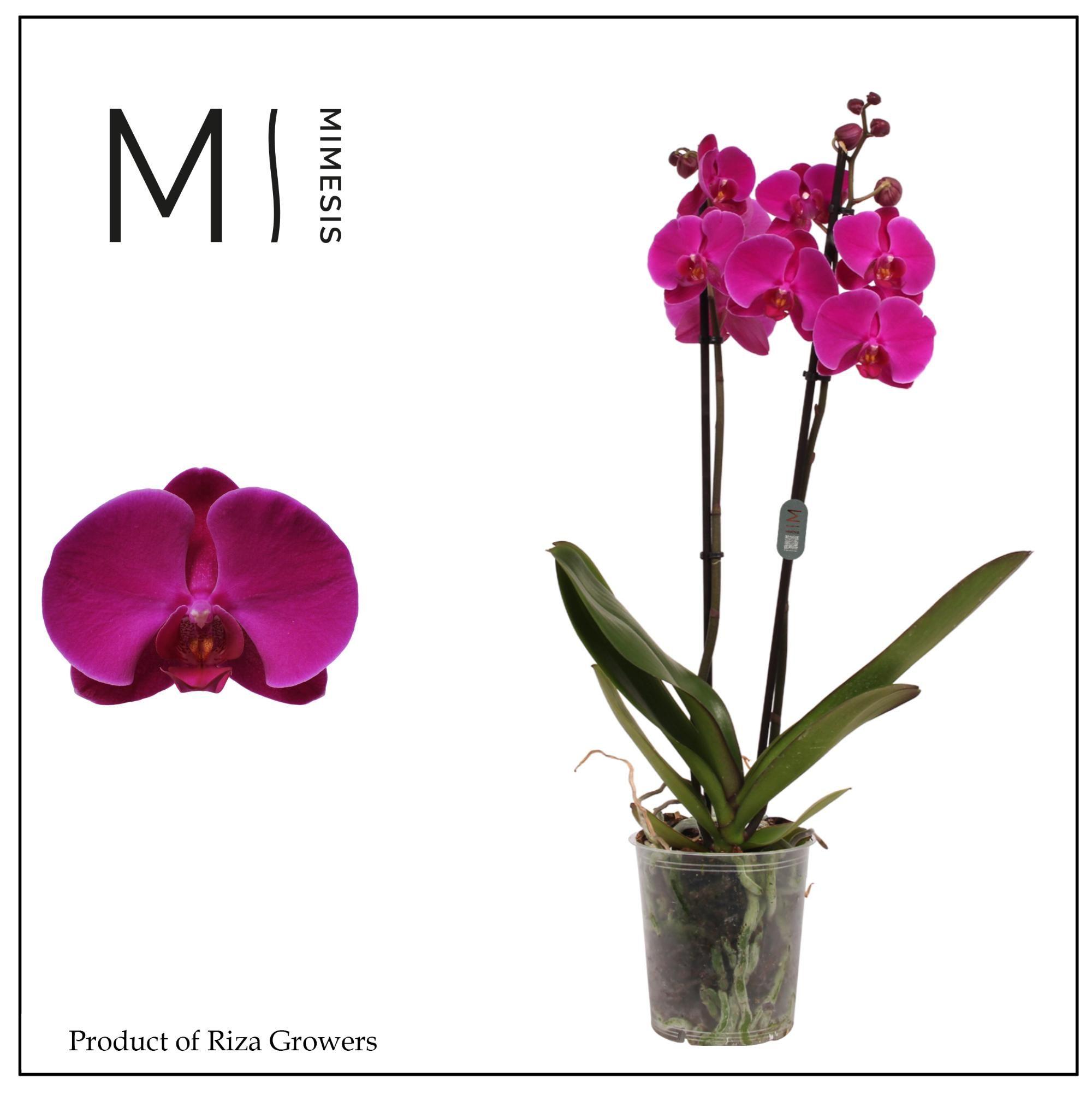 Горшечные цветы и растения оптом Phalaenopsis Midnight Rambler 2 Spike – 12cm | Mim от 10шт из Голландии с доставкой по России