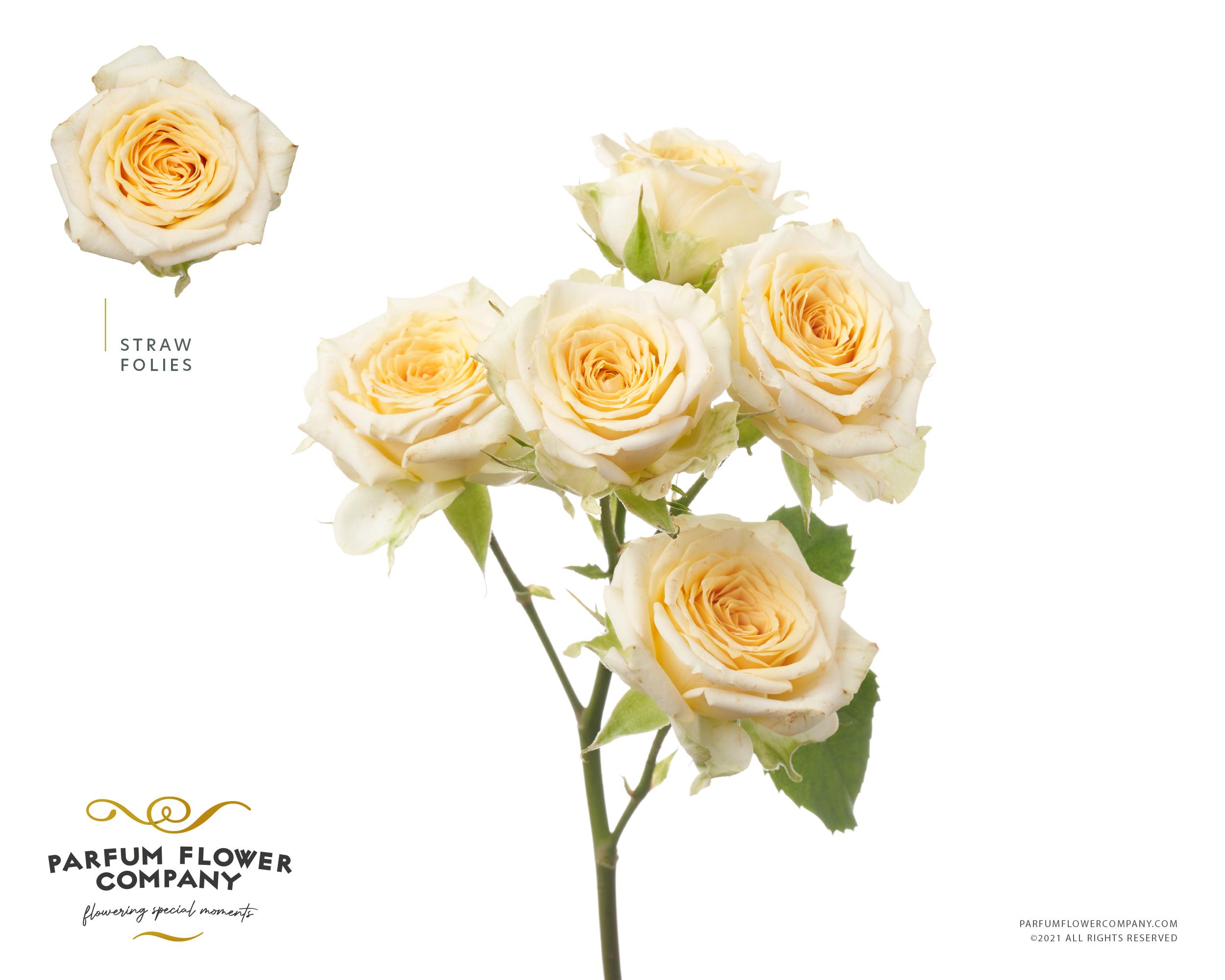 Срезанные цветы оптом Rosa spray garden straw follies от 24шт из Голландии с доставкой по России