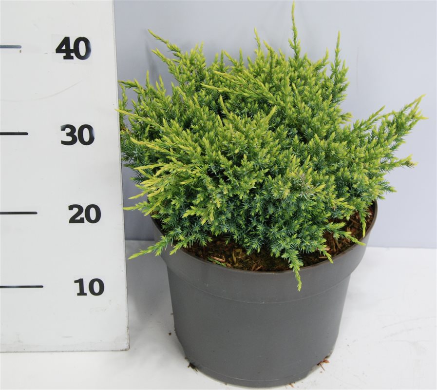 Горшечные цветы и растения оптом Juniperus Squa Holger от 1шт из Голландии с доставкой по России