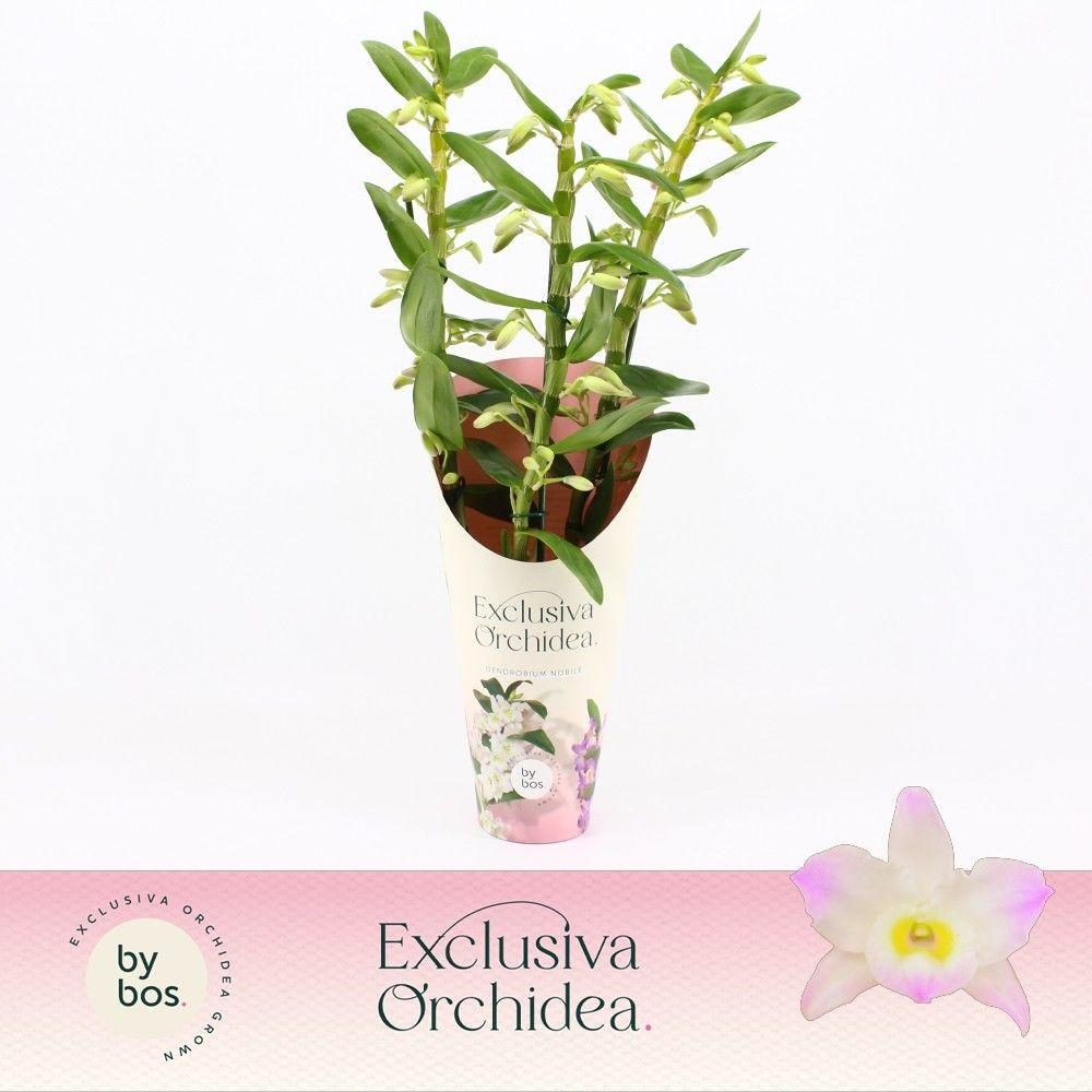 Горшечные цветы и растения оптом Dendr Nob 3st Kumiko Exclusiva Orchid от 6шт из Голландии с доставкой по России