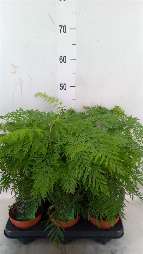 Горшечные цветы и растения оптом Grevillea Robusta от 6шт из Голландии с доставкой по России