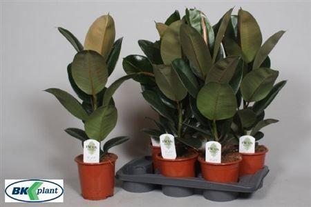 Горшечные цветы и растения оптом Ficus El Robusta от 6шт из Голландии с доставкой по России