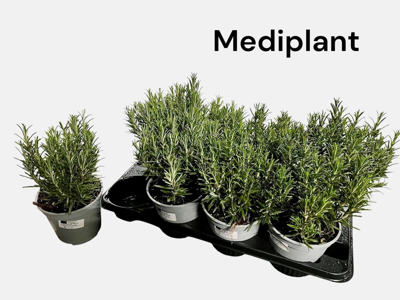 Горшечные цветы и растения оптом Rosmarin Of Ov от 8шт из Голландии с доставкой по России