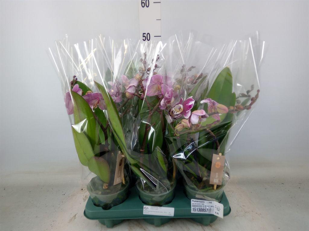 Горшечные цветы и растения оптом Phalaenopsis   ...red от 6шт из Голландии с доставкой по России