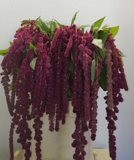 Срезанные цветы оптом Amaranthus caudatus rosary от 50шт из Голландии с доставкой по России