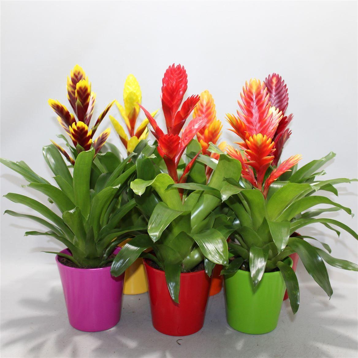 Горшечные цветы и растения оптом Vriesea Coco Mix Cermic от 6шт из Голландии с доставкой по России