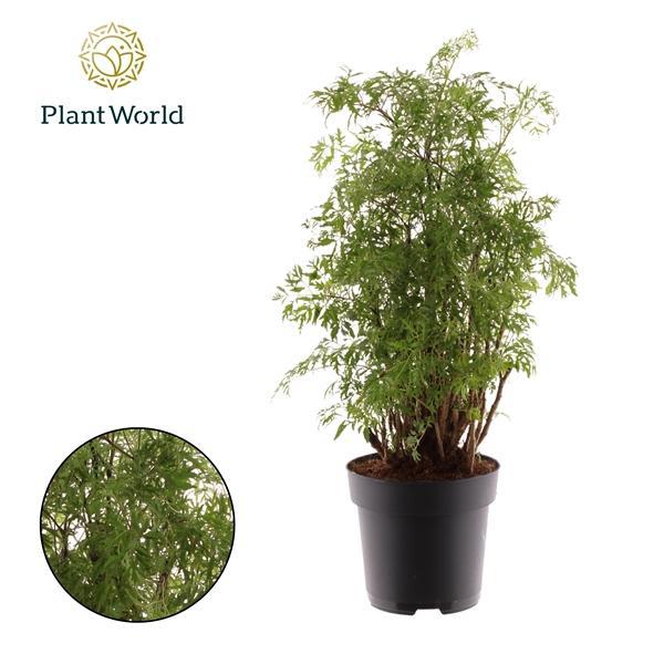 Горшечные цветы и растения оптом Polyscias Hawaiiana Ming Branched (decorum) от 1шт из Голландии с доставкой по России