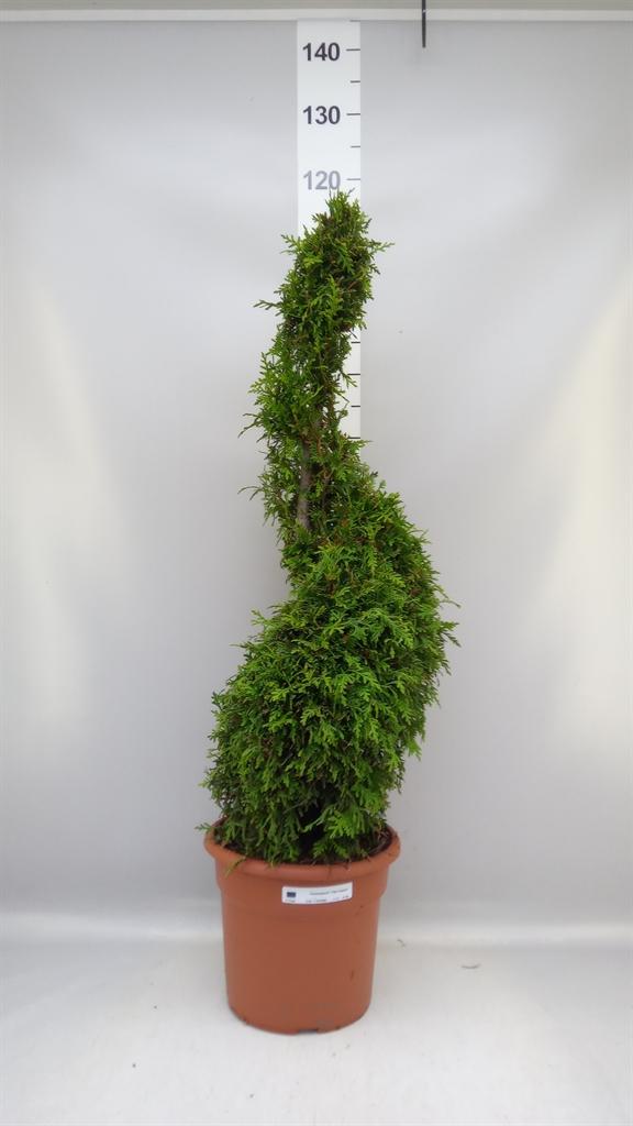 Горшечные цветы и растения оптом Thuja Occid. brabant от 1шт из Голландии с доставкой по России