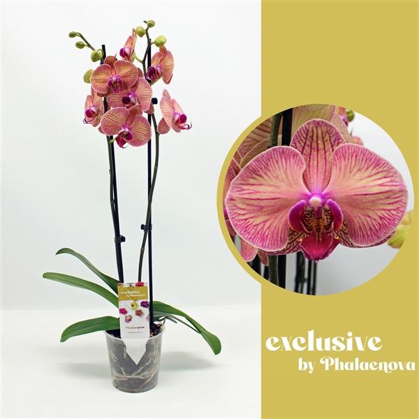 Горшечные цветы и растения оптом Phal 2st Helena 14+ (phalaenova) от 10шт из Голландии с доставкой по России
