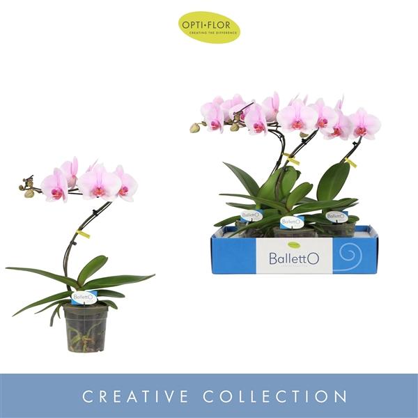 Горшечные цветы и растения оптом Phal 1st Balletto Curl (opti) от 3шт из Голландии с доставкой по России
