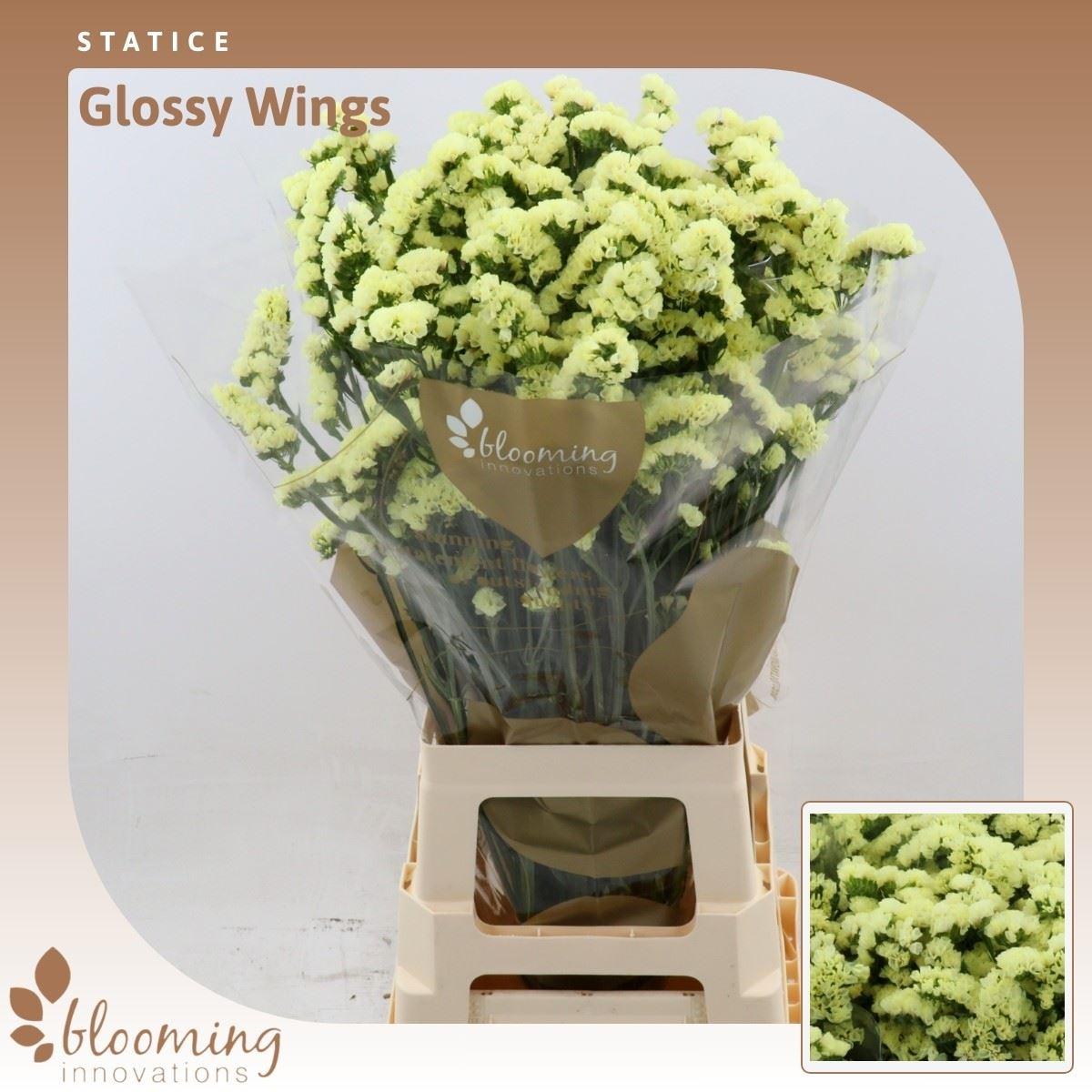 Срезанные цветы оптом Statice glossy wings от 50шт из Голландии с доставкой по России