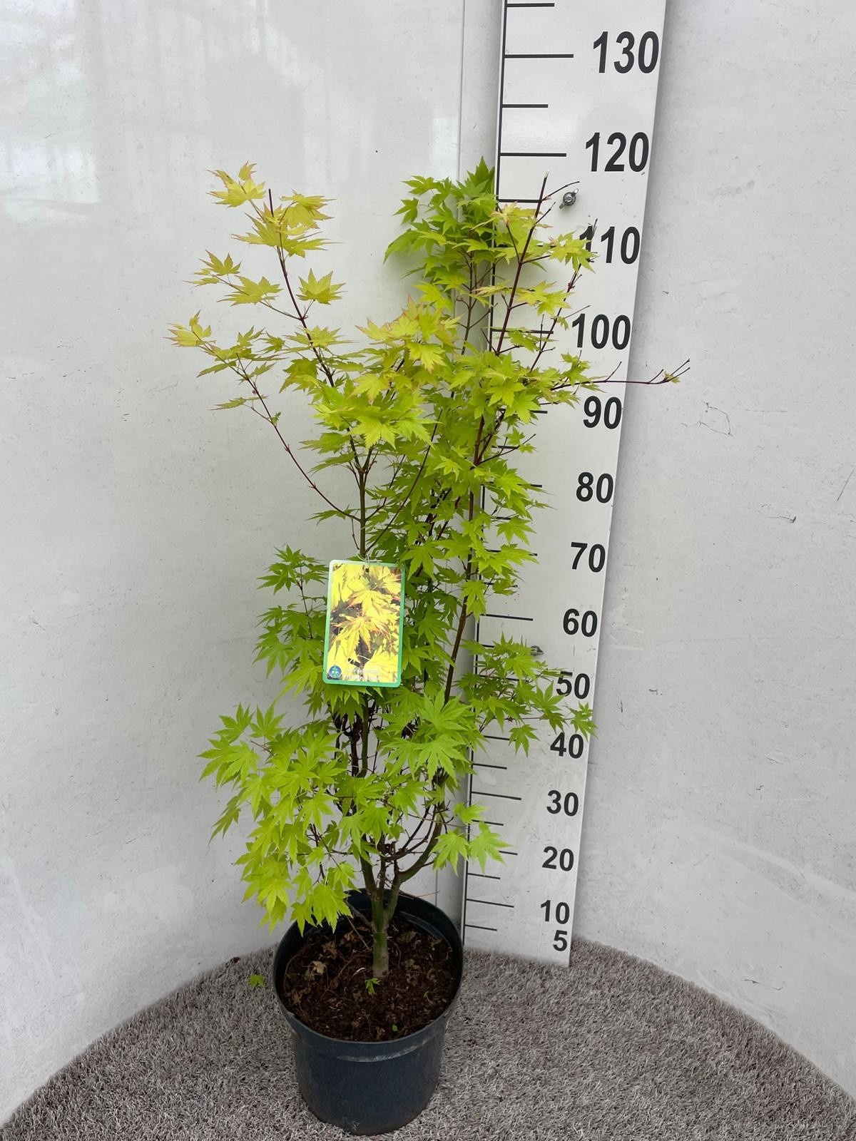 Горшечные цветы и растения оптом Acer Pa Orange Dream от 1шт из Голландии с доставкой по России