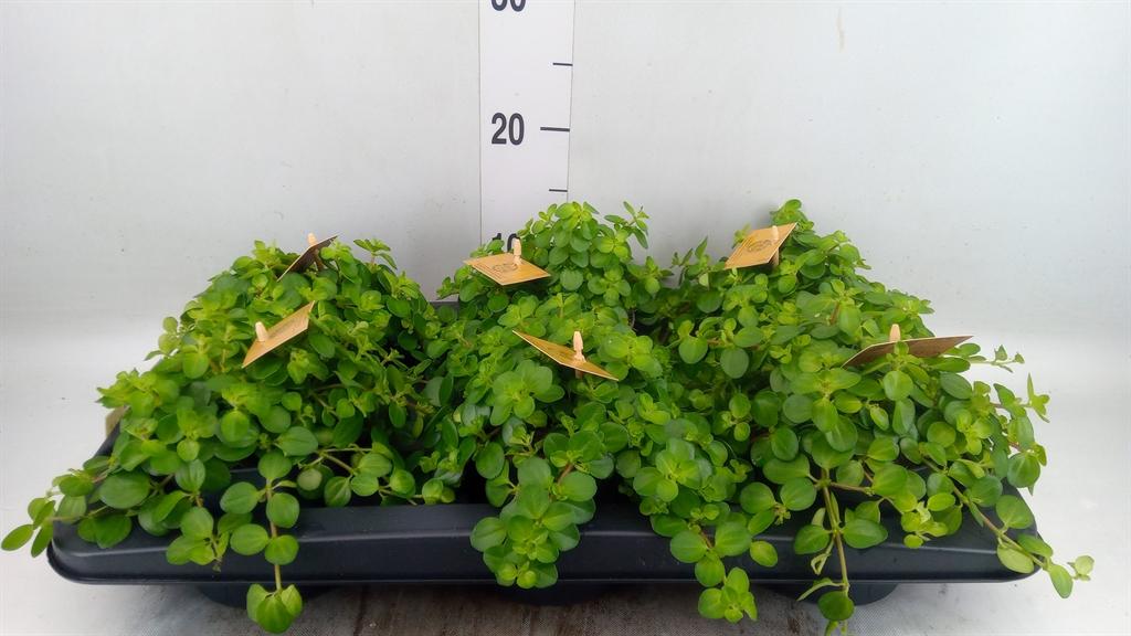 Горшечные цветы и растения оптом Peperomia Rotundifolia от 6шт из Голландии с доставкой по России